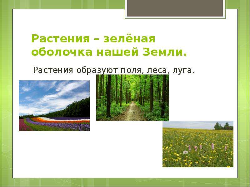 Растения образуют. Луг украшение нашей земли 2 класс презентация. Растения живые организмы 2 класс. Чем отличается луг от поля. Землякакая зелёная растительная.