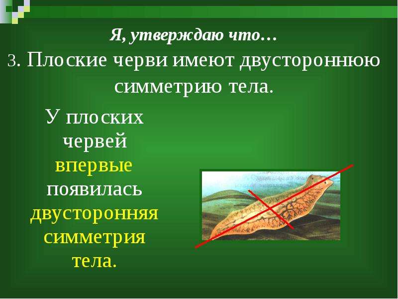 У червей впервые появилась. Симметрия тела плоских червей. Двусторонняя симметрия червей. Плоские черви обладают лучевой симметрией. Двусторонняя симметрия у плоских червей.