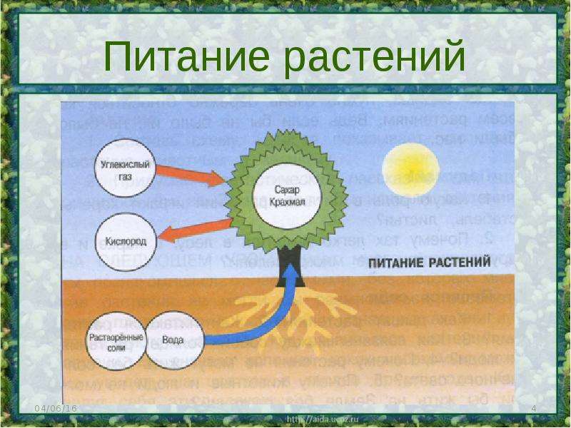 Схема питания растений 3 класс окружающий мир