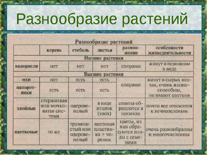 Презентация многообразие растений и их значение в природе 9 класс