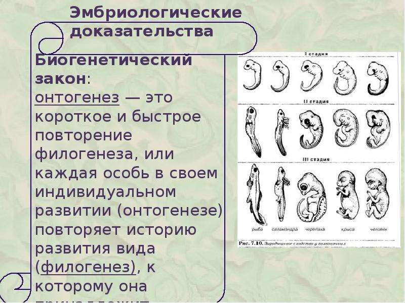 Доказательства эволюции картинки