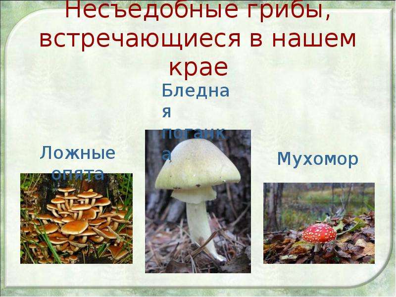 Несъедобные грибы, встречающиеся в нашем крае
