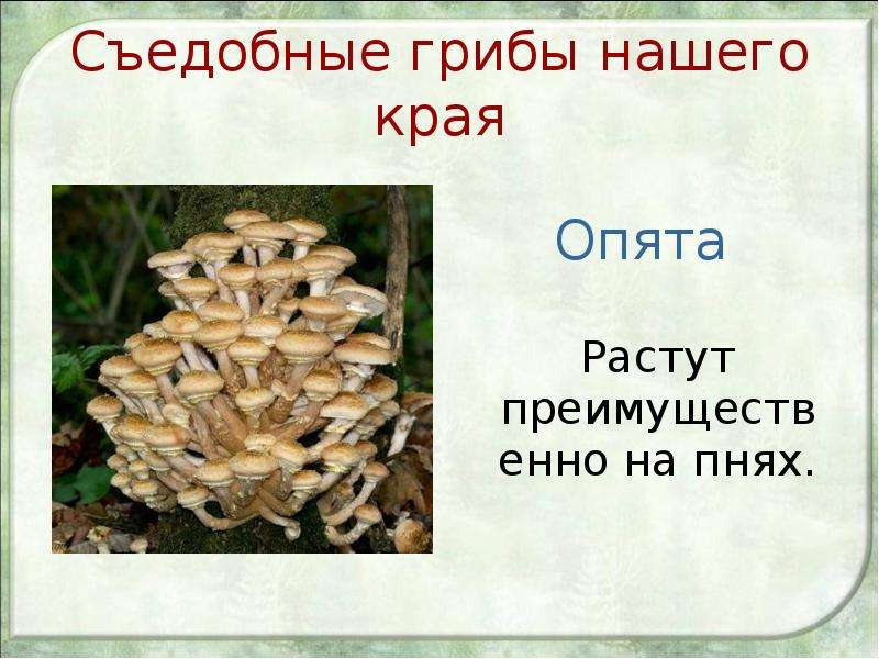 Съедобные грибы нашего края Опята Растут преимущественно на пнях.