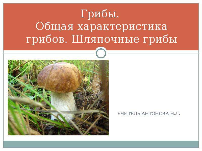 Презентация Грибы. Общая характеристика грибов. Шляпочные грибы