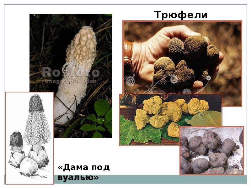 Грибы. Общая характеристика грибов. Шляпочные грибы, слайд 13
