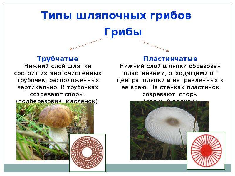 Грибы. Общая характеристика грибов. Шляпочные грибы, слайд 16