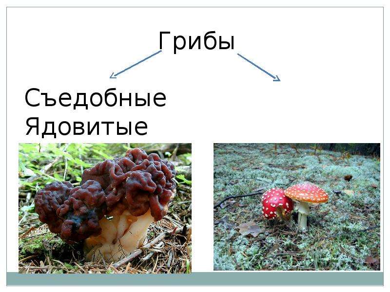 Грибы. Общая характеристика грибов. Шляпочные грибы, слайд 18
