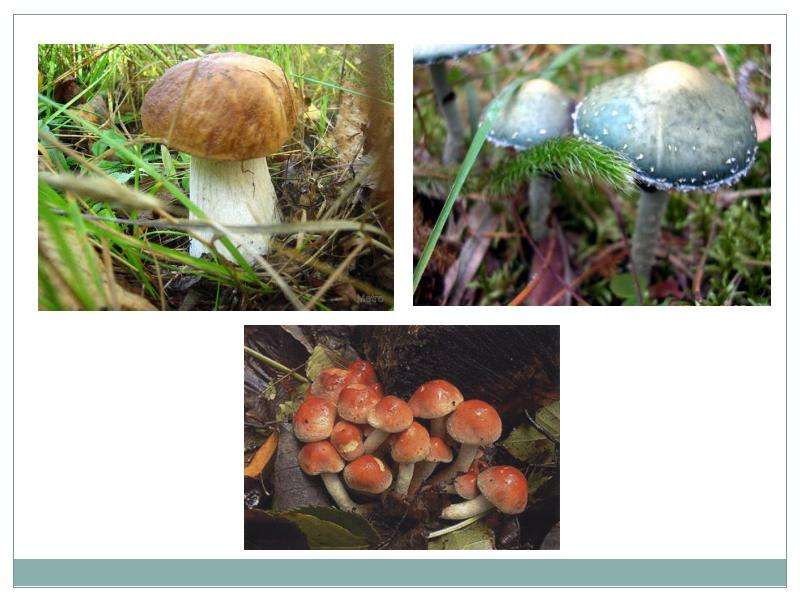Грибы. Общая характеристика грибов. Шляпочные грибы, слайд 5