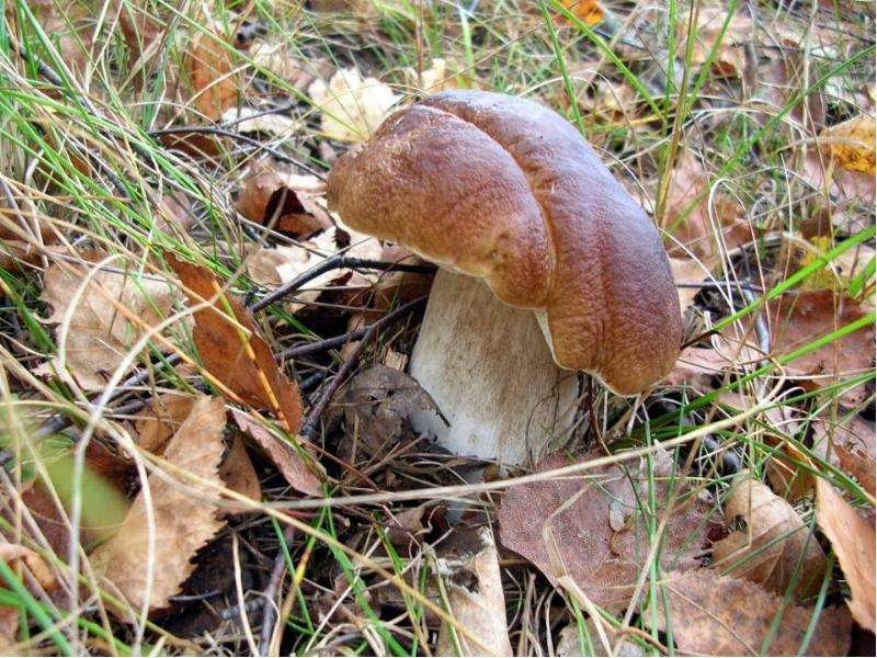 Грибы. Общая характеристика грибов. Шляпочные грибы, слайд 6