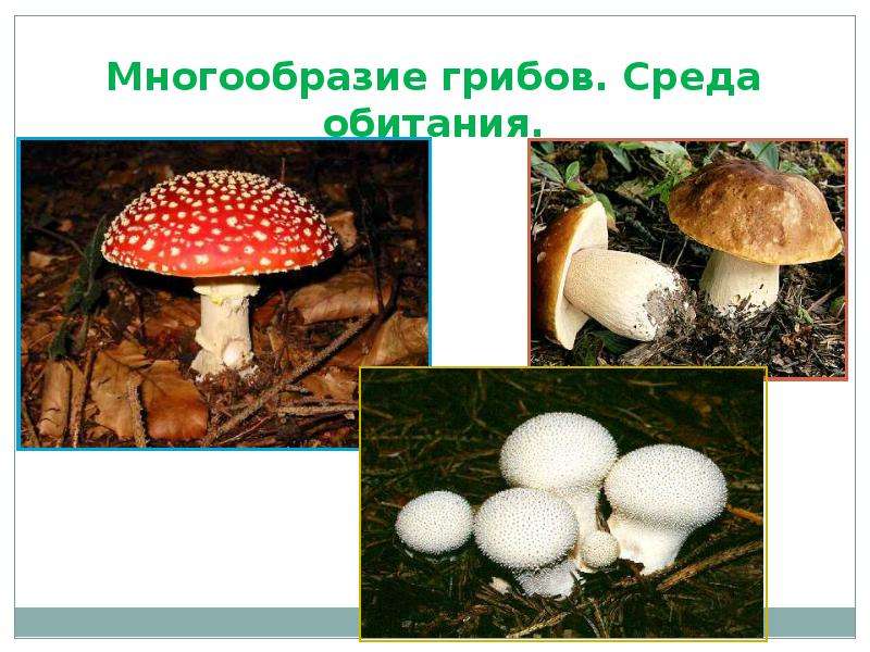 Грибы. Общая характеристика грибов. Шляпочные грибы, слайд 9