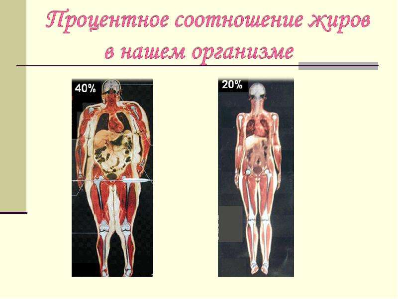 Жиры в организме. % Жира в организме. Жиры в нашем организме. Человеческое тело органы в жире.