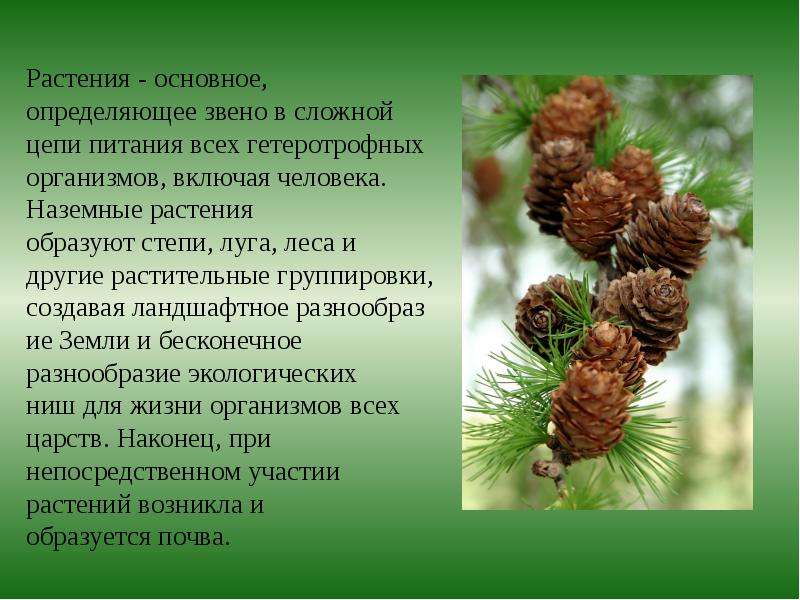 Основная растительность. Современное состояние растительного мира. Охрана растительного мира. Современное состояние и охрана растительности. Охрана растительного мира презентация.