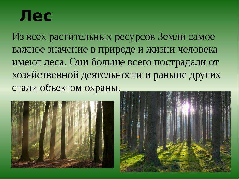 Лесные презентация. Лес для презентации. Презентация на тему лес. Роль деревьев в лесу. Значимость природы в жизни человека.