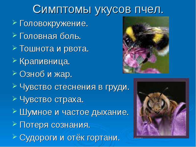 Какие отношения между крапивницей и пчелой. Укусы животных презентация.