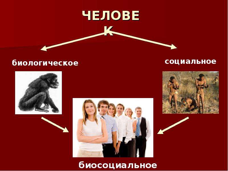 Человек по своей природе существо биосоциальное. Биологическое и социальное в человеке. Человек как биологическое и социальное существо. Человек биосоциальное существо биологическое и социальное. Человек биологическое существо.