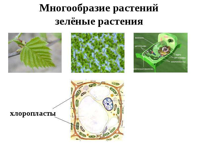 Какие клетки у растений зеленые. Разнообразие форм клеток растений. Разнообразие форм растительных клеток. Разнообразие клеток растений. Типы растительных клеток по форме.