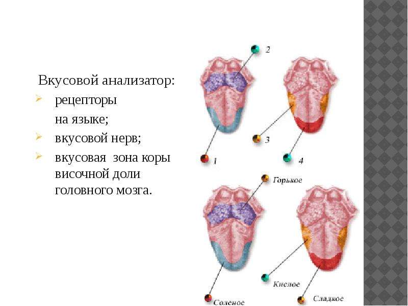 Рецепторы языка. Схема вкусового анализатора анатомия. Рецепторный аппарат вкусового анализатора. Вкусовой анализатор 8 класс биология. Строение и функции вкусового анализатора человека.