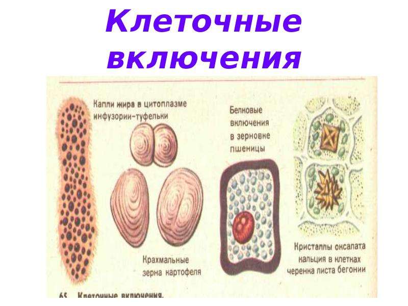 Клетка презентация 9 класс