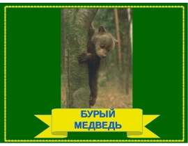 Бурый медведь