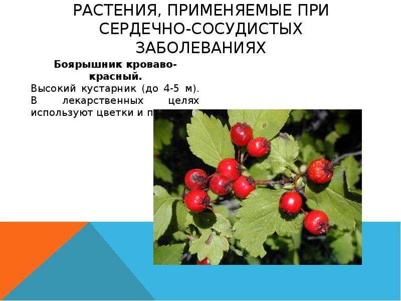 Лекарственные растения нижегородской области фото и описание