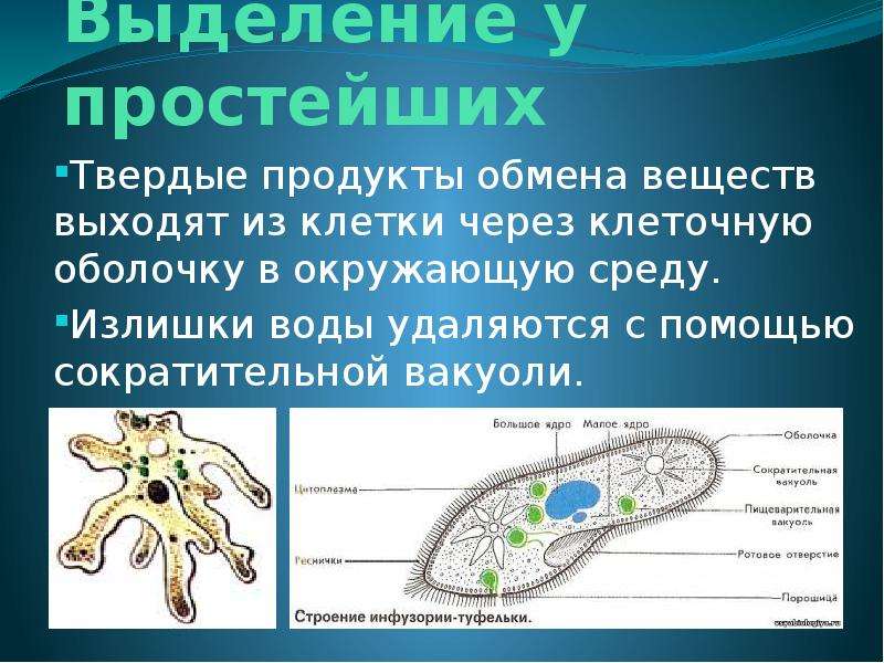 Презентация на тему выделение 8 класс биология