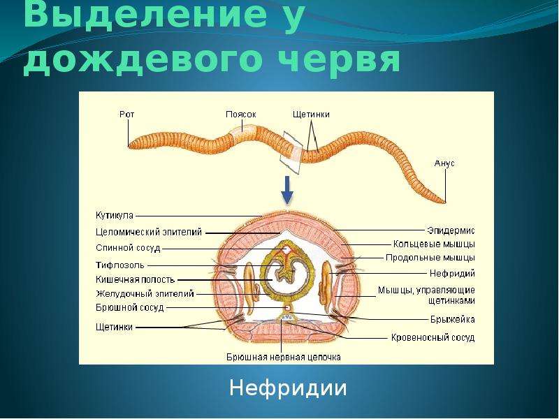 Выделение презентация 6 класс