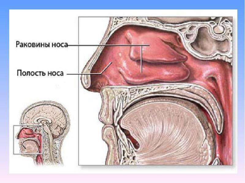 Ринит в носу фото