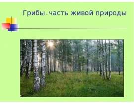 Грибы – часть живой природы