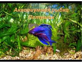 Аквариумная рыбка Петушок