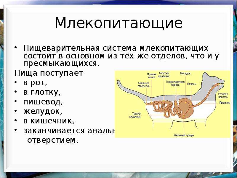 Пищеварительная система млекопитающих схема цепочка