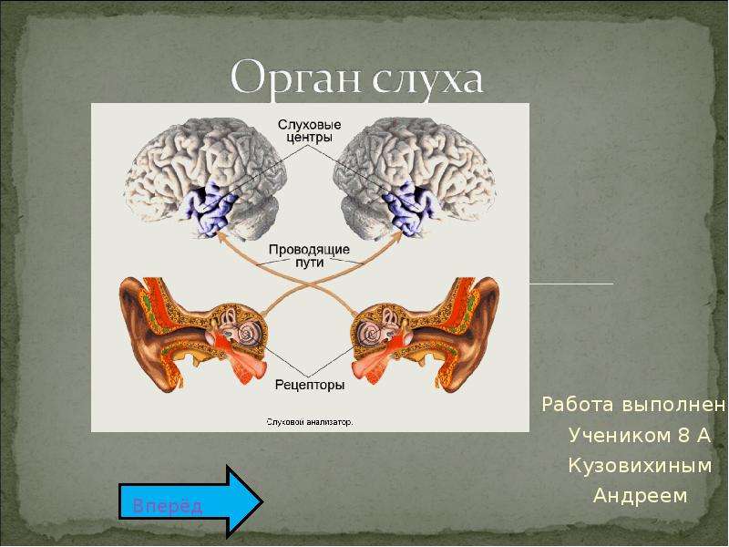 Презентация по органу слуха