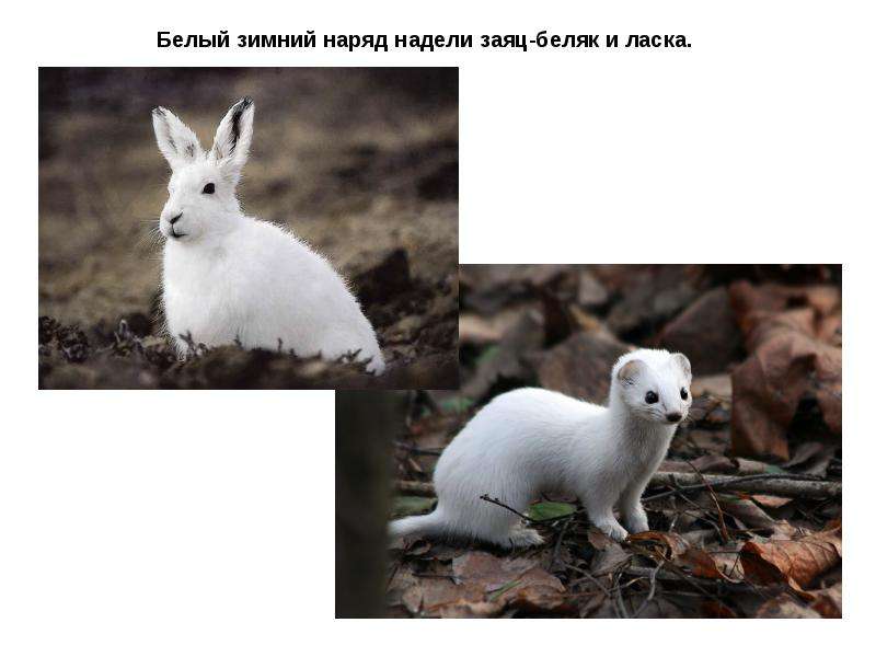 Белый зимний наряд надели заяц-беляк и ласка. Белый зимний наряд надели заяц-беляк и ласка.