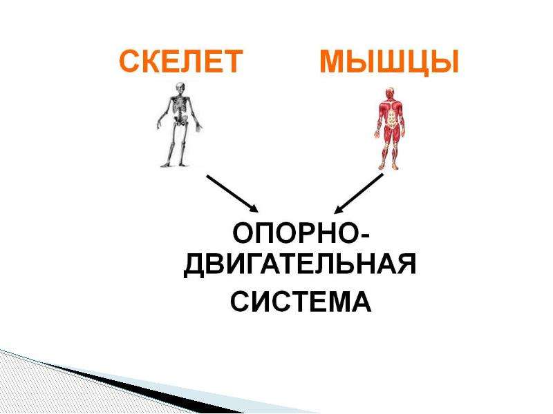 Презентация опора тела и движение презентация 3 класс окружающий мир плешаков школа россии