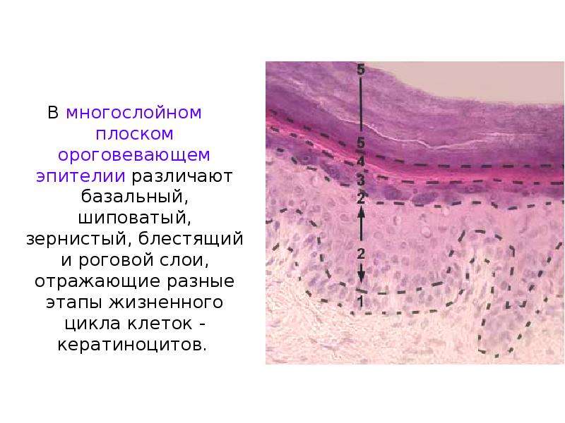 Железы ткань. Многослойный плоский ороговевающий эпителий. Многослойный плоский ороговевающий эпителий с волосом. Многослойный плоский ороговевающий эпителий пищевода. Строение многослойного плоского ороговевающего эпителия.