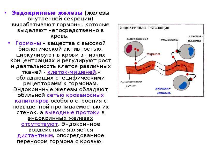 Презентация железы и гормоны