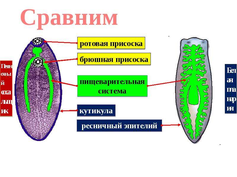 У паразитических червей покровы тела. У плоских червей есть кутикула. Кутикула у плоских червей 7 класс биология. Плоские черви кутикула есть. Кутикула плоских червей.