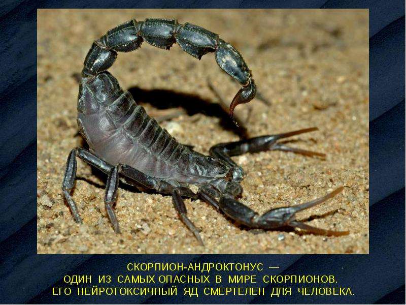 Какой тип развития характерен для скорпиона. Скорпион андроктонус. Андроктонус Скорпион толстохвостый. Самый ядовитый Скорпион. Самый ядовитый Скорпион в мире.