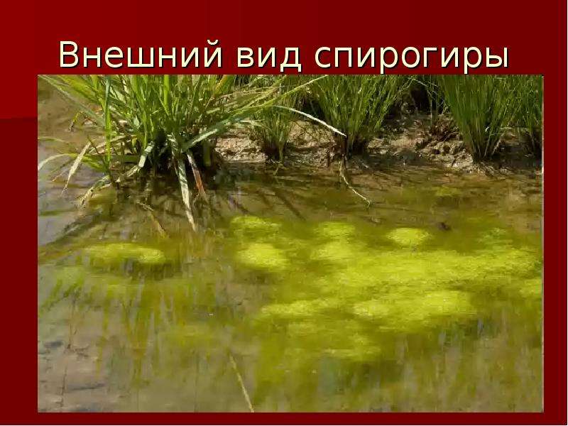 Спирогира водоросль