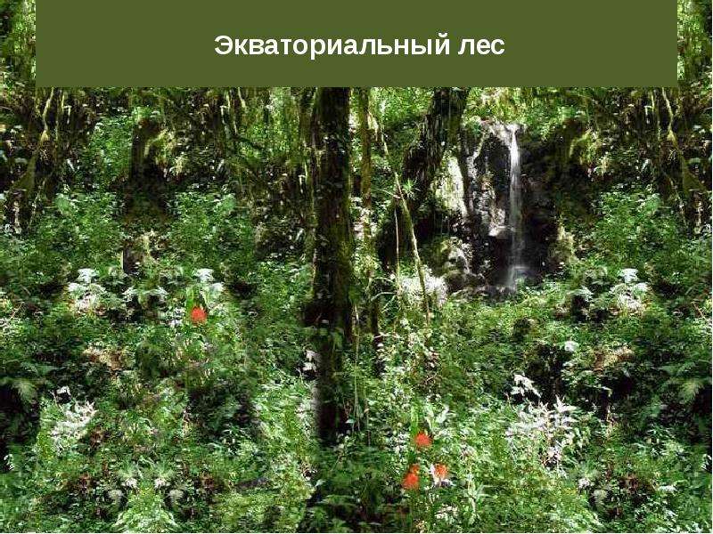 Разнообразие и распространение организмов на земле 6 класс география презентация