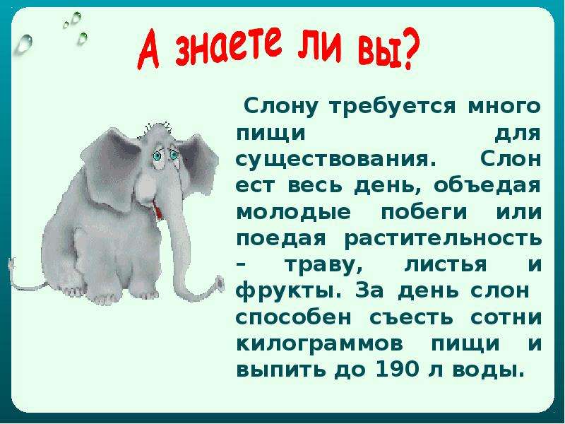 Как питаются животные. Доклад на тему как питаются животные. Презентация о питании животных 3 класс. Как животные питаются с презентацией.