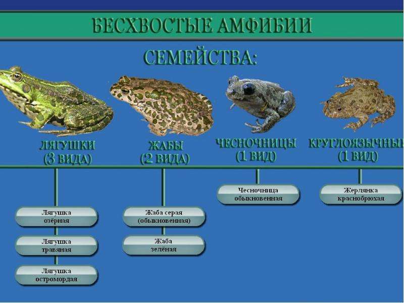 Завершите схему класс земноводные отряд признаки отряда