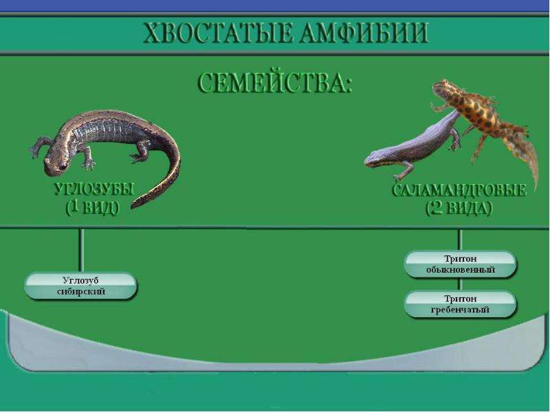 Презентация земноводные или амфибии 7 класс презентация