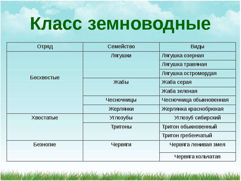 Класс земноводные заполните схему