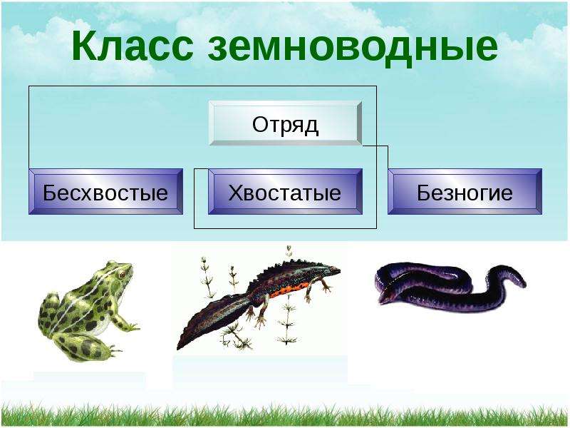 Разнообразие земноводных 7 класс. Отряды хвостатые бесхвостые безногие. Отряды земноводных 7 класс биология. Отряд безногие хвостатые бесхвостые земноводные. Земноводные многообразие 7 класс.