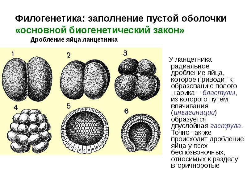 Дробление яйца. Равномерное дробление ланцетника. Полное равномерное дробление зиготы ланцетника. Тип дробления у ланцетника. Типы дробления.