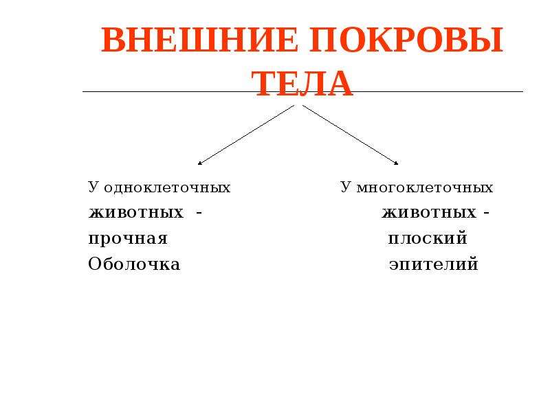 Покровы тела презентация