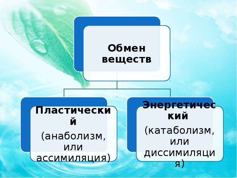 Тем обмен. Презентация на тему обмен веществ и энергии. Проект на тему обмен веществ и энергии. Слайд тема обмен веществ и энергии. Проект на тему обмен веществ.