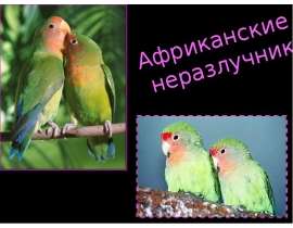 Африканские неразлучники