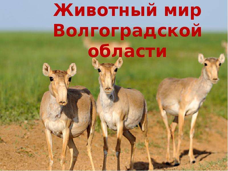 Животные волгограда