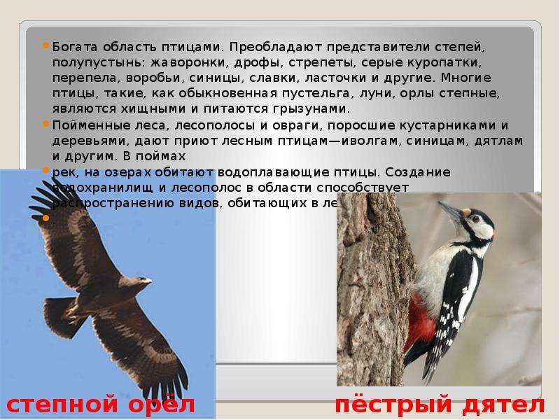 Животные волгоградской. Животные Волгоградской области. Животные обитающие в Волгоградской области. Птицы красной книги Волгоградской области. Растительный и животный мир Волгоградской области.